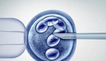 卵泡萎缩如何影响试管婴儿成功率？质量是关键
