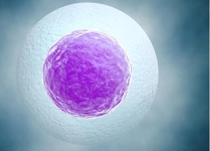 女性有染色体罗氏易位在廉江市做试管养囊成功率高吗？试管移植后需要保胎吗！