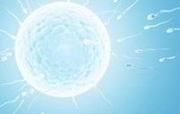 女性有染色体罗氏易位在三河市做试管养囊成功率高吗？试管移植后需要保胎吗！